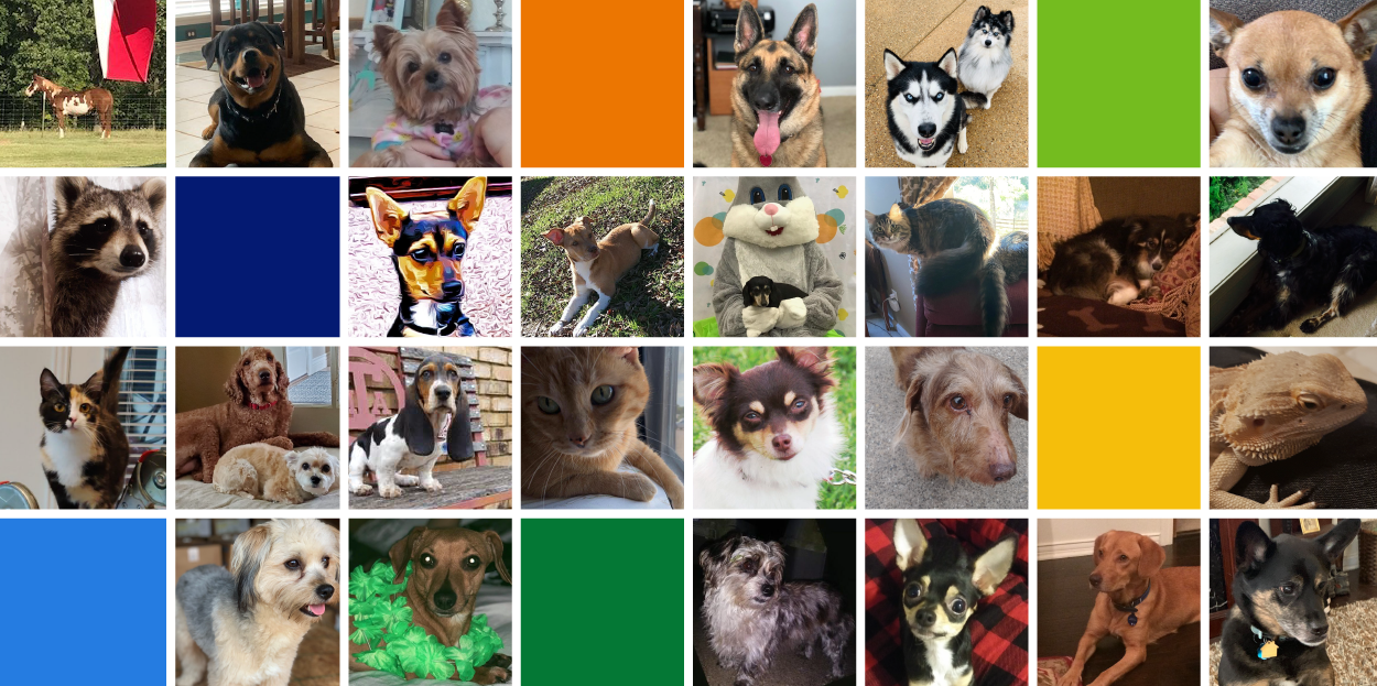 The Shippers Group Holds National Pet Day Contest